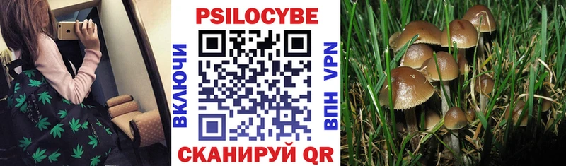 Галлюциногенные грибы прущие грибы  Стародуб 